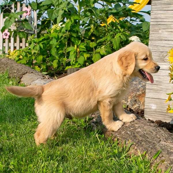 Caleb, Golden Retriever Puppy